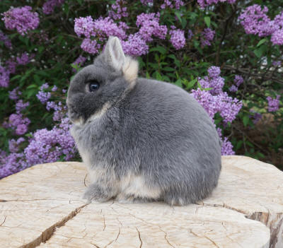 blue otter netherland dwarf rabbit